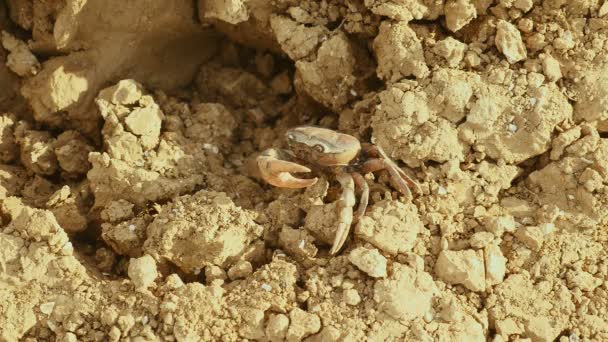 Kepiting bergerak hati-hati di tepi sungai dan menggunakan cakar untuk mempertahankan diri — Stok Video