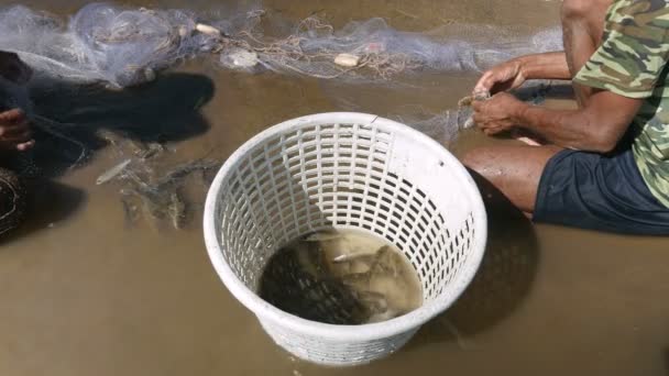 Рыбаки сидят на мелководье, вытаскивая вручную запутавшихся рыб из сети и бросая их в пластиковую корзину. — стоковое видео