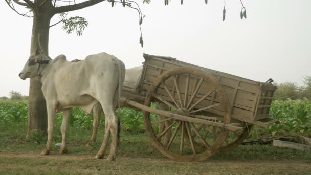 Carrinho de boi estacionário no caminho rural através de campos de tabaco — Vídeo de Stock