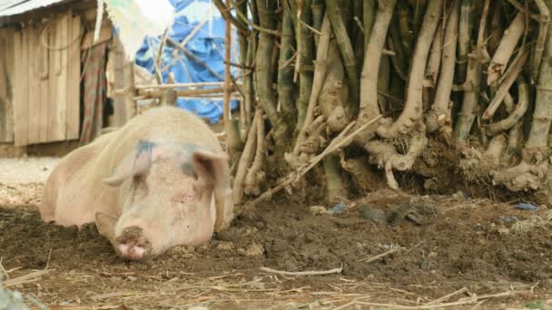 Вид спереди на свинью, привязанную к дереву и лежащую в грязи на земле — стоковое видео