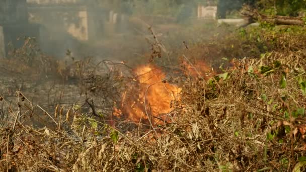 Burning grass in land — Stock Video