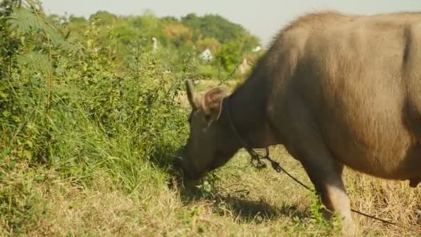 Close-up op waterbuffel vastgebonden met touw grazen in een veld — Stockvideo