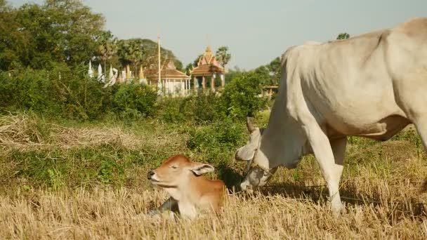 Veau brun couché à côté d'une vache blanche attachée avec une corde et paissant dans une rizière sèche 