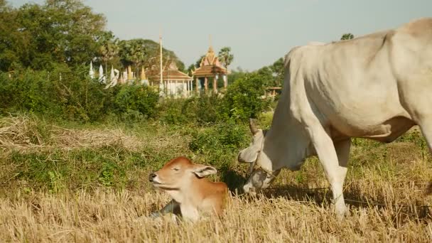 Vitello bruno sdraiato accanto a una mucca bianca legata con corda e al pascolo in un campo di risaie asciutte — Video Stock