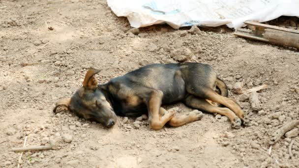 Młode dziki pies śpi na ziemi (zbliżenie ) — Wideo stockowe