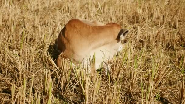 Close-up on a brown calf lying down and licking itself on in a dry paddy field — Stock Video