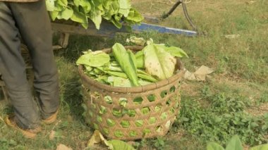 çiftçi hasat tütün alarak bambu sepet ve tütün alanında bir sepeti üzerine yükleme dışında bırakır