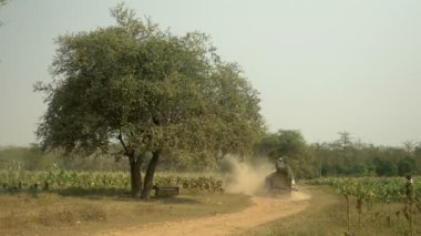 Arkadan görünüm bir çiftçi hasat tütün taşıyan bir kağnı sürüş ile tütün alanlar tozlu toprak yola bırakır