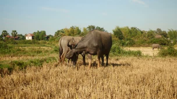 Waterbuffels vastgebonden met touw en buffalo kalf grazen in een veld — Stockvideo
