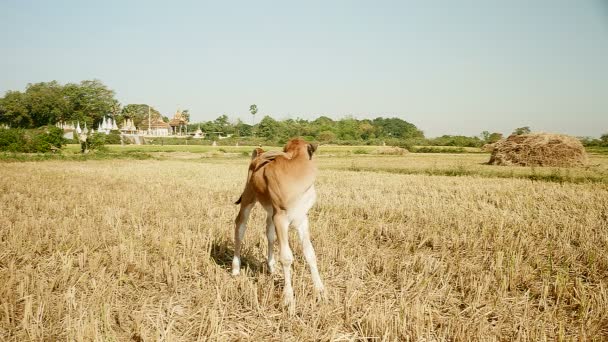 Vache-veau brune debout dans une rizière sèche 