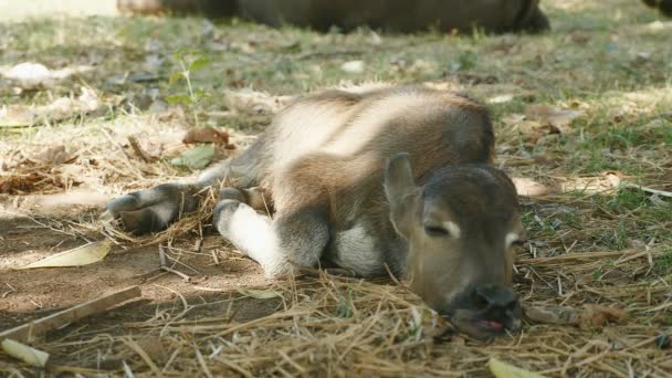 Gros plan d'un veau de buffle dormant sur le côté sous l'ombre d'un arbre — Video