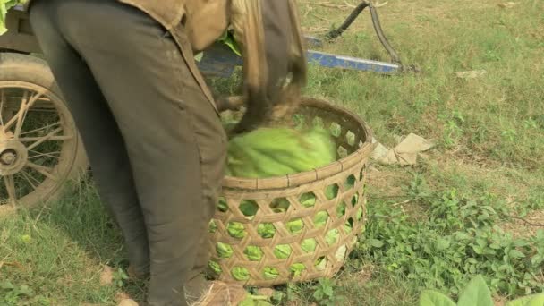 Фермер бере зібрані листя тютюну з бамбукового кошика і завантажує його на візок у тютюновому полі — стокове відео