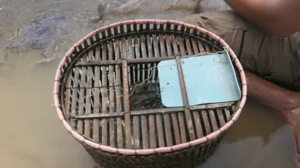 Pescadores removendo peixes de rio enredados à mão de uma rede e jogando-o em uma cesta de bambu — Vídeo de Stock