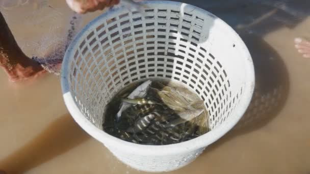 Fisher ta bort insnärjd fiskar för hand från ett netto och kasta den i en plast korg — Stockvideo