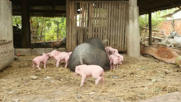 Sau mit dichtem Fell, die auf einem Hof liegt und Ferkel, die versuchen, Zitzen zu greifen — Stockvideo