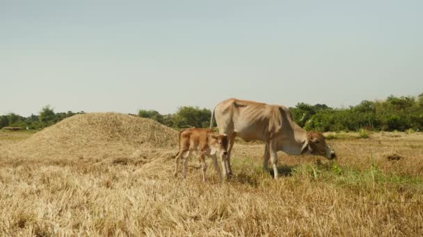 Mãe vaca pastando e sua vaca de bebê — Vídeo de Stock