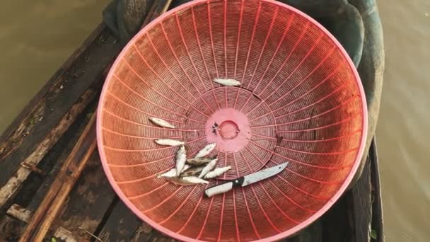 Primer plano en una cuenca de plástico es la celebración de pequeños peces de río lanzados por un pescador en una canoa dugout . — Vídeos de Stock