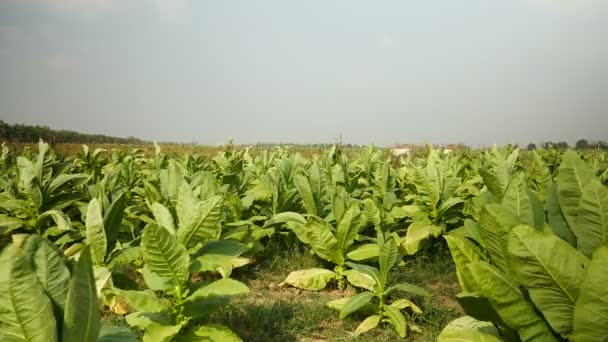 Folhas de tabaco balançando ao vento — Vídeo de Stock