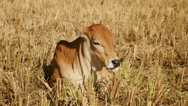 Gros plan extrême sur un veau brun couché dans une rizière sèche 