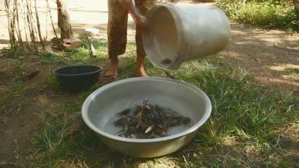 Cangrejos de barro vertidos en un lavabo de metal para ser lavados — Vídeo de stock