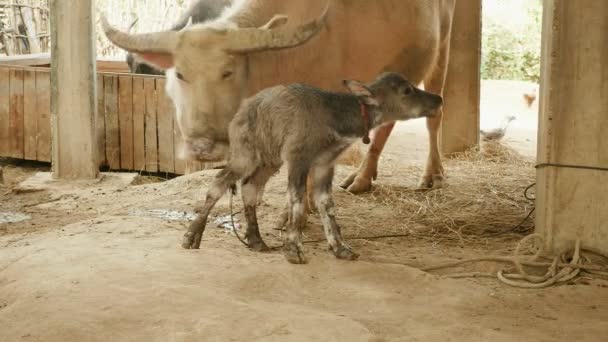 Теленок буйвола впервые стоит на ногах в сарае рядом со своей матерью-буйволом, привязанным веревкой, поедающей траву. — стоковое видео