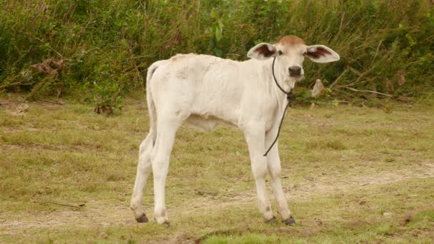 Veau blanc debout dans un champ 