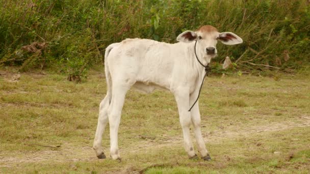 Wit kalf staand in een veld — Stockvideo