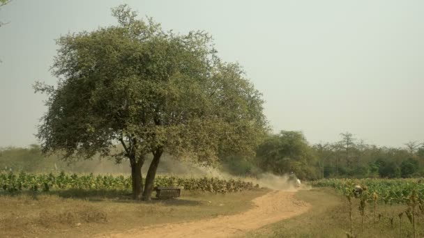 Widok z tyłu rolnika jazdy oxcart prowadzenie zbiorów tytoniu pozostawia na zakurzonej ziemi drogę przez pola tytoniu — Wideo stockowe
