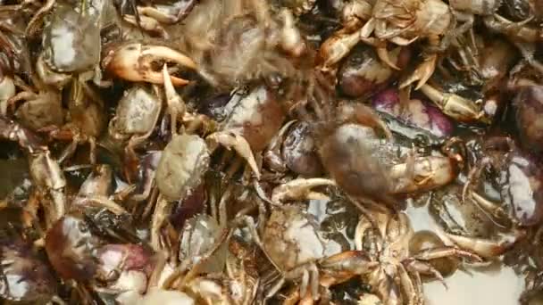 Gros plan sur les crabes capturés dans les rizières — Video