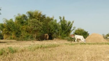 Çiftçi ile saman yüklü iki tekerlekli traktör sürücüleri