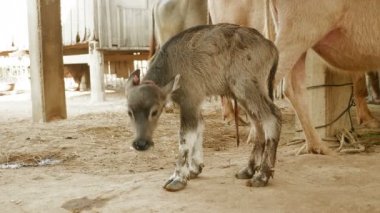 İlk kez bir ahırda ayakta yenidoğan bufalo buzağı (yakın)