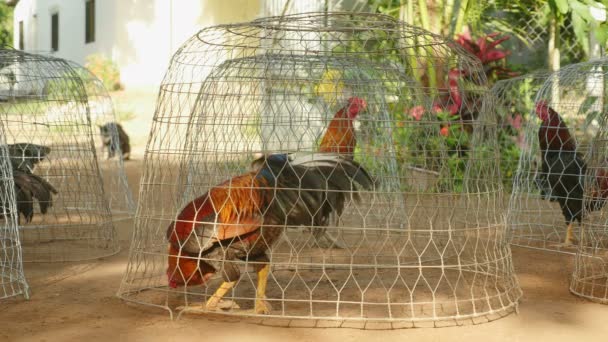 Primer plano de gallos cantando en pequeñas jaulas de alambre — Vídeo de stock