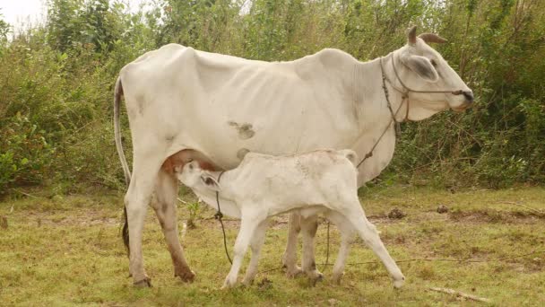 Veau blanc aspirant le lait de sa mère dans un champ (gros plan ) — Video