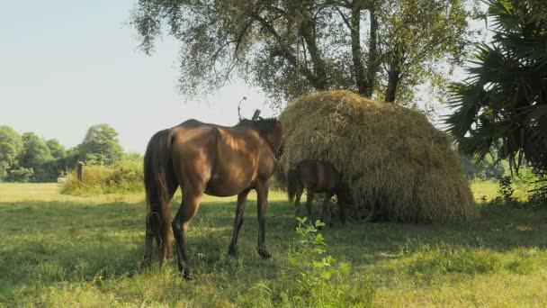 Cheval de châtaignier attaché avec corde et pâturage de poulain dans un champ à côté d'un chariot surchargé de foin — Video