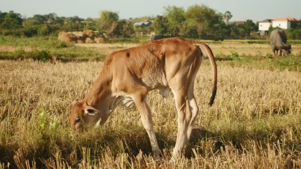 Baby krowy pasące się w polu — Wideo stockowe