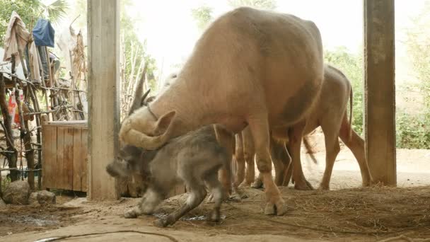 Ternera de búfalo recién nacido de pie por primera vez en un granero junto a su madre oliendo y cuidando de él (de cerca  ) — Vídeo de stock