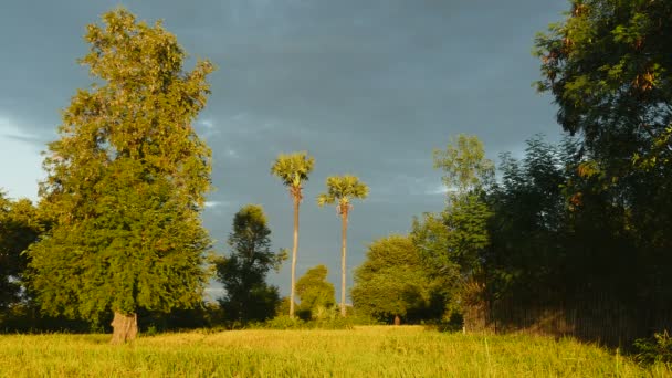 Des rizières vertes brillantes sous un ciel nuageux 