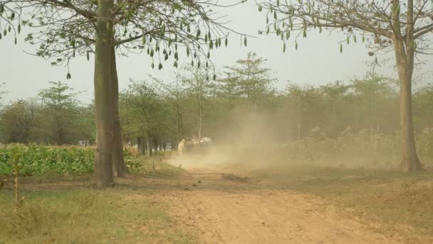 Back view of a farmer driving an empty oxcart on dusty rural path through tobacco field — Stock Video