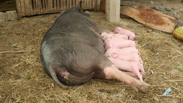 Lechones amamantando de las tetinas de cerda — Vídeos de Stock