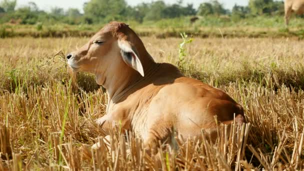 Veau brun endormi couché au soleil dans un champ (gros plan  )
