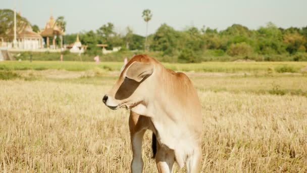 gros plan sur un veau-vache brun debout dans une rizière sèche 