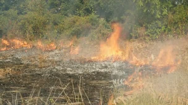 燃烧着的草在土地 — 图库视频影像