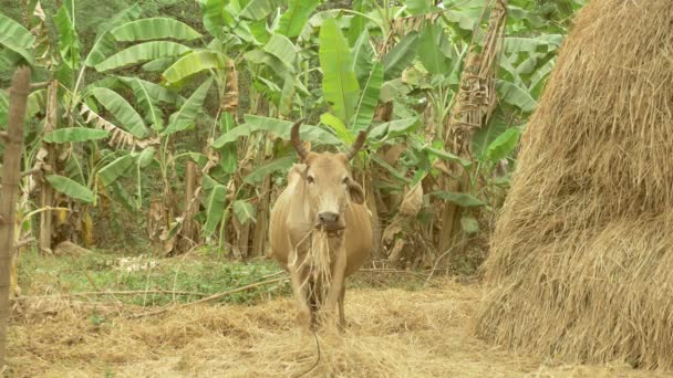 Mucca bruna incinta che mangia fieno accanto a un pagliaio in un terreno agricolo — Video Stock