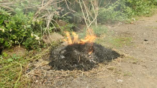 Brûlage des déchets de jardin, tels que les feuilles, l'herbe et d'autres végétaux naturels — Video