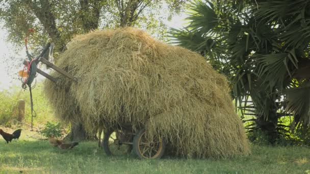 Close-up op een houten kar geladen met hooi op een veld. Pluimvee zwerven rond. — Stockvideo