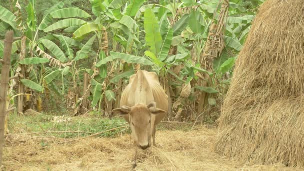 Vaca marrom grávida comendo feno ao lado de um palheiro em um terreno agrícola — Vídeo de Stock