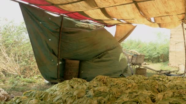 Сбор табака листья сложены на земле под крышей рядом с полем — стоковое видео