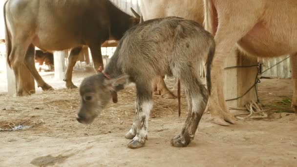 Veau de buffle nouveau-né debout pour la première fois dans une grange (gros plan )