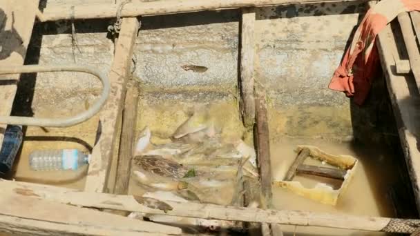 Ρίχνουν τα ψάρια ψαράς αλιευμάτων σε αναμονή λασπωμένο νερό στο κάτω μέρος του ένα ξύλινο αυτοσχέδιο κανό (κοντινό πλάνο ) — Αρχείο Βίντεο