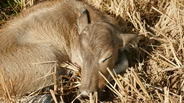 Baby buffalo sleeps on a field — Vídeos de Stock